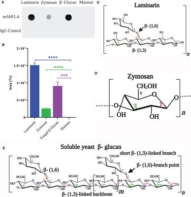 Antibody- Based Immunotherapy Combined With Antimycotic Drug TMP- SMX to Treat Infection With Paracoccidioides brasiliensis